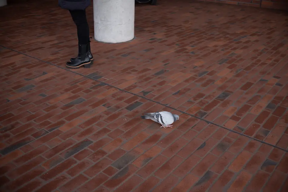A pigeon on red brick paving, a passer-by's boots at the edge of the frame