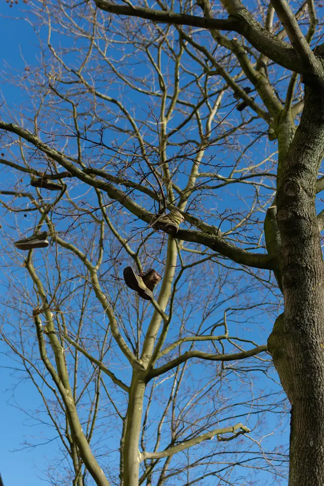 Shoes hanging in a bare tree against a deep blue sky