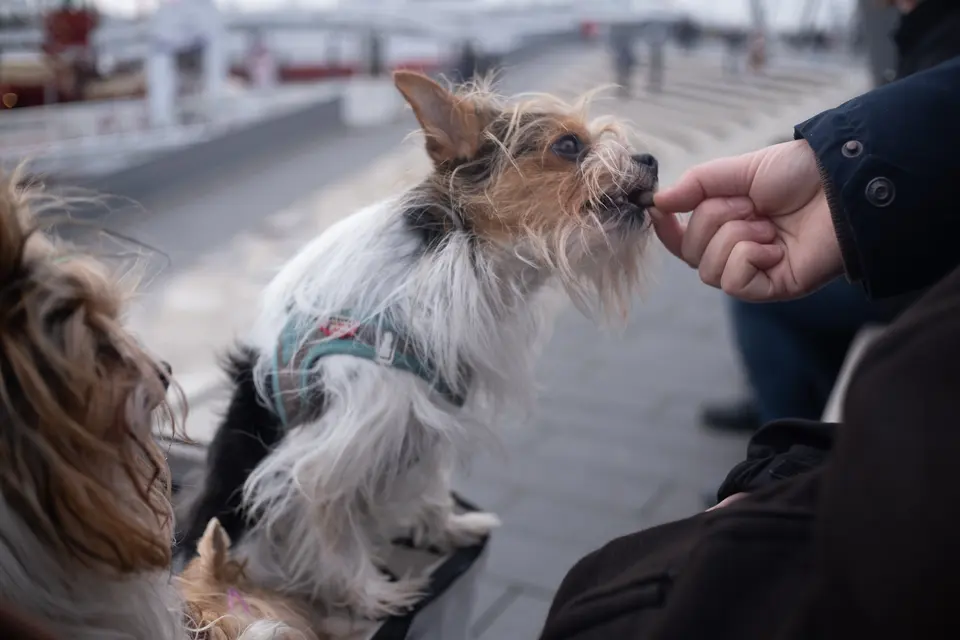 A small dog taking a treat from an outstretched hand at the harbour