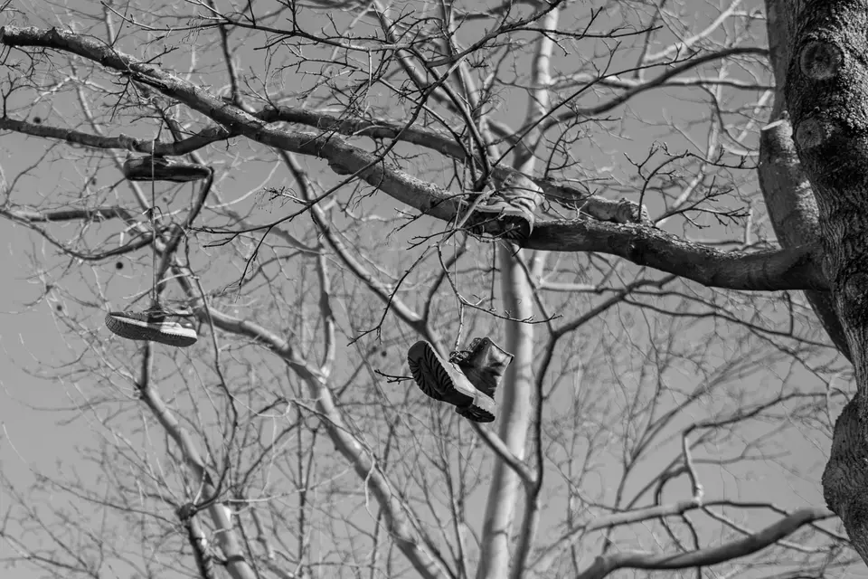 Old shoes hanging from the bare branches of a tree, in black and white