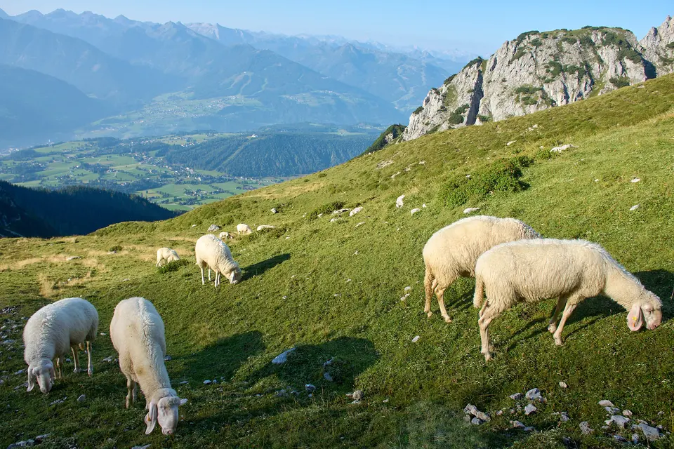 High pasture