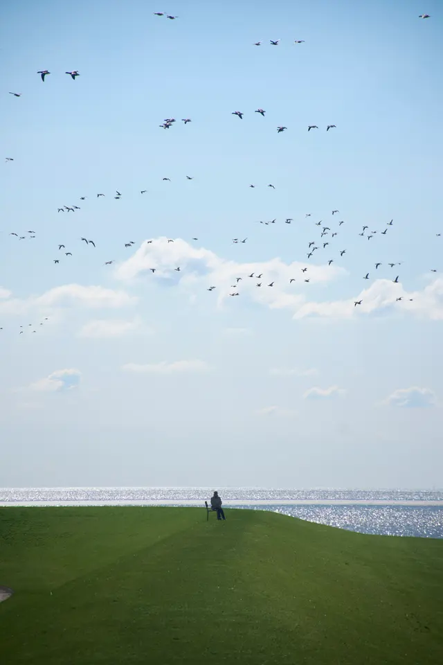Birds