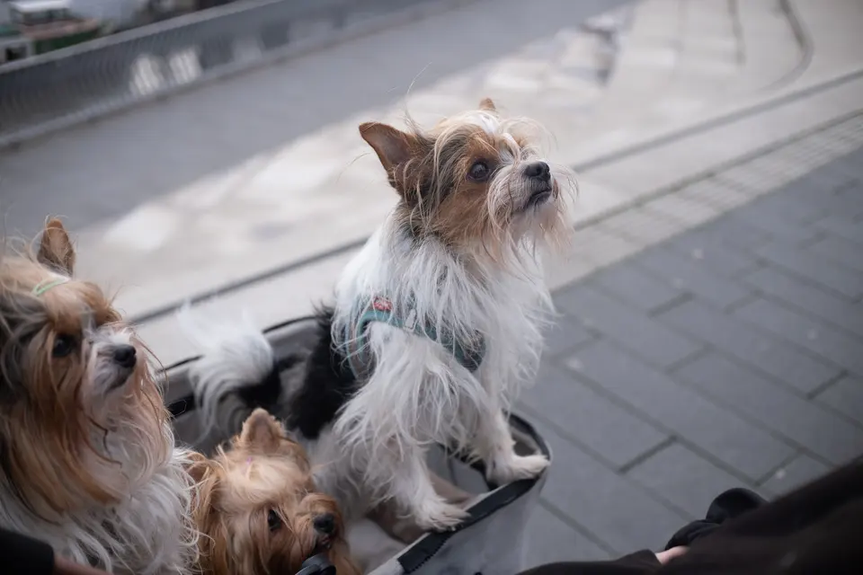 Three small dogs riding in a pushchair on the harbour steps