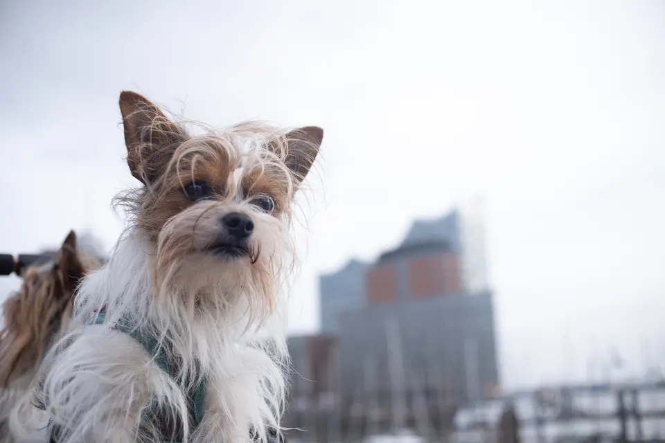 A small long-haired dog looking at the camera, the Elbphilharmonie out of focus behind